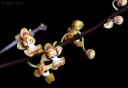 110324_Phal_chibae.jpg