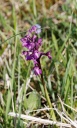 110418_Anacamptis_morio_StEm.jpg