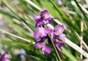 110418_Anacamptis_morio_StEm2.jpg