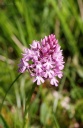 110418_Anacamptis_pyramidalis_StEm.jpg