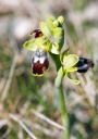 110418_Ophrys_fusca_Helene.jpg