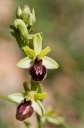 110418_Ophrys_ident_StEm.jpg