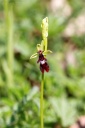 110418_Ophrys_insectifera_StEm.jpg
