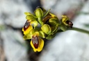 110418_Ophrys_lutea_Helene.jpg