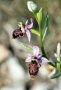 110418_Ophrys_scolopax_Helene.jpg