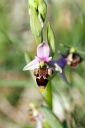 110418_Ophrys_scolopax_StEm.jpg