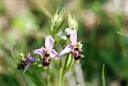 110418_Ophrys_scolopax_StEm2.jpg