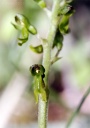 110420_Listera_ovata_StEm.jpg
