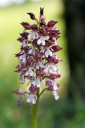 110420_Orchis_purpurea_StEm.jpg