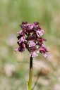 Nom du fichier=110420_Orchis_purpurea_StEm2.jpg
Taille du fichier=145Ko
Dimensions : 534x800
Ajouté le : 29 Avril 2011 110420_Orchis_purpurea_StEm2.jpg