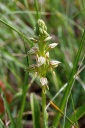 110424_Orchis_anthropophora.jpg