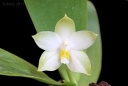 110522_Phalaenopsis_violacea_alba.jpg