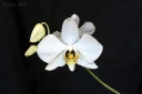110531_Phalaenopsis_amabilis_papuana1.jpg