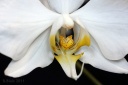 Nom du fichier=110531_Phalaenopsis_amabilis_papuana2.jpg
Taille du fichier=139Ko
Dimensions : 800x534
Ajouté le : 31 Mai 2011 110531_Phalaenopsis_amabilis_papuana2.jpg