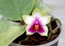 Nom du fichier=110616_Phalaenopsis_bellina.jpg
Taille du fichier=180Ko
Dimensions : 800x569
Ajouté le : 16 Juin 2011 110616_Phalaenopsis_bellina.jpg