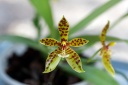 Nom du fichier=110616_Phalaenopsis_pantherina.jpg
Taille du fichier=131Ko
Dimensions : 800x534
Ajouté le : 16 Juin 2011 110616_Phalaenopsis_pantherina.jpg
