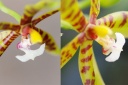 Nom du fichier=110616_Phalaenopsis_pantherinamiva2.jpg
Taille du fichier=126Ko
Dimensions : 800x533
Ajouté le : 16 Juin 2011 110616_Phalaenopsis_pantherinamiva2.jpg
