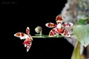 110703_Phalaenopsis_maculata_monte.jpg