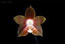 Nom du fichier=110824_Phalaenopsis_venosa_Solid_Red.jpg
Taille du fichier=87Ko
Dimensions : 800x545
Ajouté le : 26 Août 2011 110824_Phalaenopsis_venosa_Solid_Red.jpg