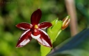 110921_Phal_cornu-cervi_Chattaladae1.jpg