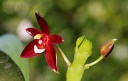 110921_Phal_cornu-cervi_Chattaladae2.jpg