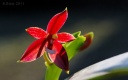 110921_Phal_cornu-cervi_Chattaladae3.jpg