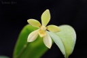 111012_Phalaenopsis_cochlearis.jpg