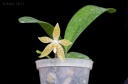 111105_Phalaenopsis_pallens.jpg