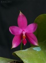 111211_Phal_violacea_indigo.jpg