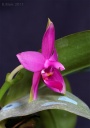 111211_Phal_violacea_indigo2.jpg