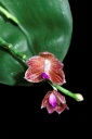 120221_Phal_javanica.jpg