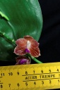 120221_Phal_javanica2.jpg