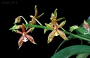 120221_Phal_mannii.jpg