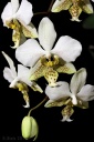 120221_Phal_stuartiana.jpg