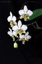 120221_Phal_stuartiana2.jpg