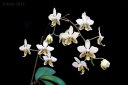 120221_Phal_stuartiana_nobilis.jpg
