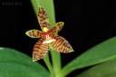 120225_Phal_cornu-cervi_borneo.jpg
