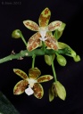 120301_Phalaenopsis_viridis2.jpg