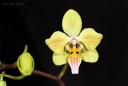 120311_Phalaenopsis_Little_Dragon_Yellow.jpg