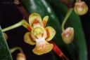 Nom du fichier=120311_Phalaenopsis_chibae.jpg
Taille du fichier=154Ko
Dimensions : 800x541
Ajouté le : 11 Mars 2012 120311_Phalaenopsis_chibae.jpg