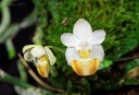 120319_Phalaenopsis_lobbii_Elsner.jpg