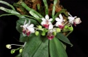 120319_Phalaenopsis_parishii.jpg