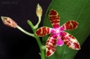 120322_Phalaenopsis_bastiani_Yellow.jpg