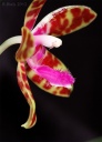 Nom du fichier=120322_Phalaenopsis_bastiani_Yellow2.jpg
Taille du fichier=155Ko
Dimensions : 581x800
Ajouté le : 23 Mars 2012 120322_Phalaenopsis_bastiani_Yellow2.jpg
