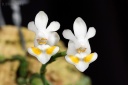 120325_Phalaenopsis_thailandica.jpg