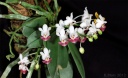 120329_Phal_parishii.jpg
