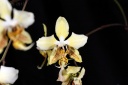 120329_Phal_stuartiana_nobilis.jpg