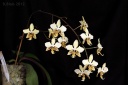 120329_Phal_stuartiana_nobilis2.jpg