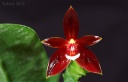 120401_Phal_cc_chattaladae1.jpg