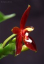 120401_Phal_cc_chattaladae2.jpg